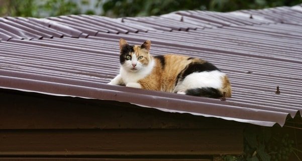 commercial roofing companies